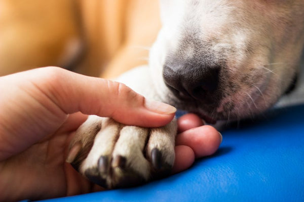 Bio Pechsalbe für Hunde